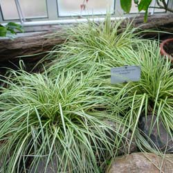 carex oshimensis evergold